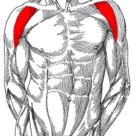 anterior deltoids