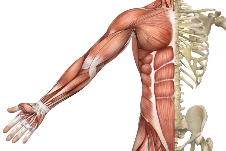 human muscles