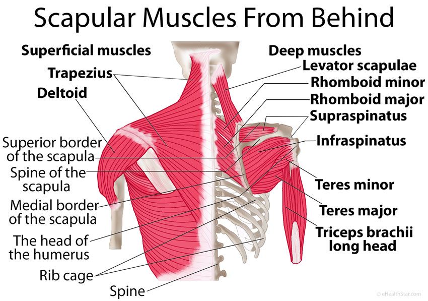 scapular muscles from behind 